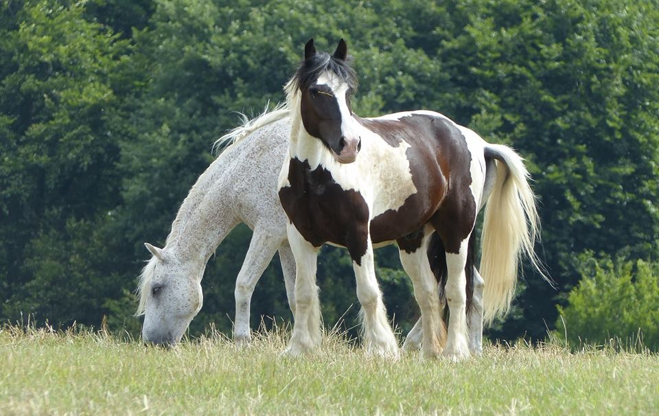 parc ecurie chevaux herbe