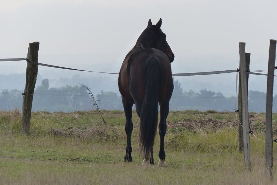 cheval au paddock en herbe